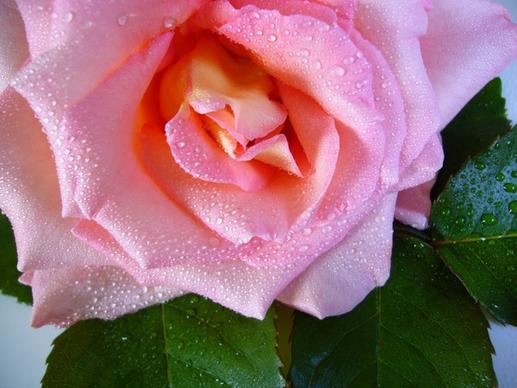 raindrop rose water drops pink