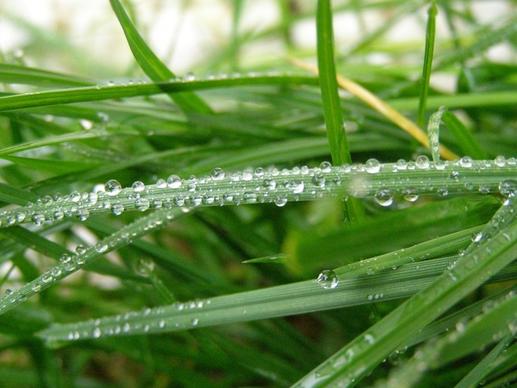 raindrops rain grass