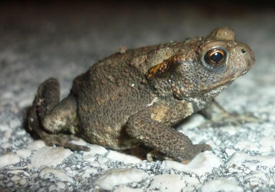 rana toad amphibian