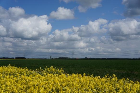 rapeseed yellow landscape