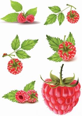 raspberry vector