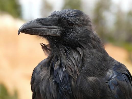 raven bird birds