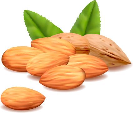 realistic almond vectors