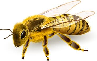 realistic bee vector design