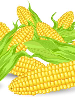 realistic corn design vector