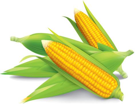 realistic corn design vectors set