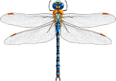 realistic dragonfly vector