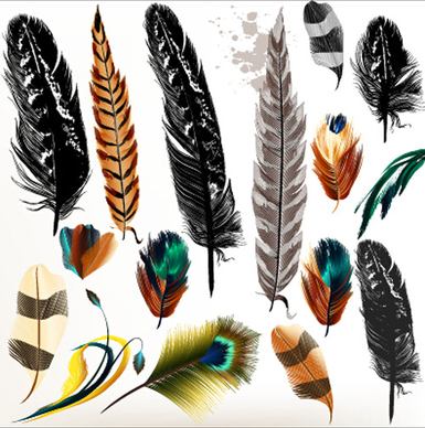 realistic feathers vector design set