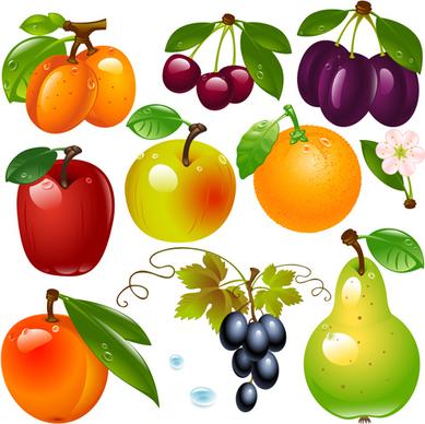 realistic fruits and berry design vector