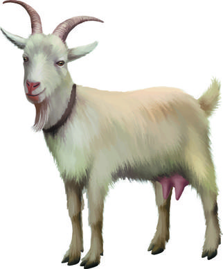 realistic goats vector graphics