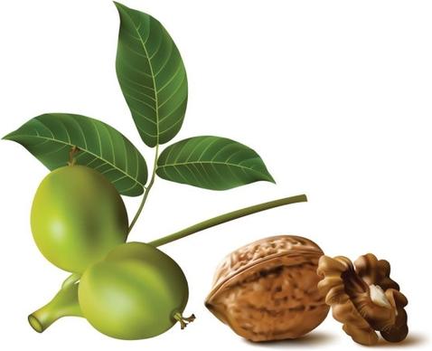 realistic green walnut walnut 01 vector