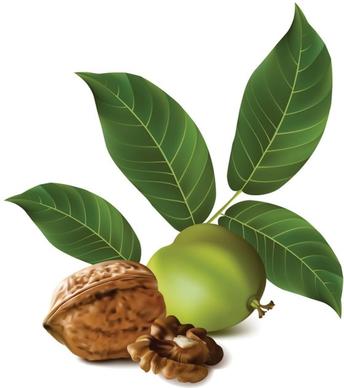 realistic green walnut walnut 02 vector