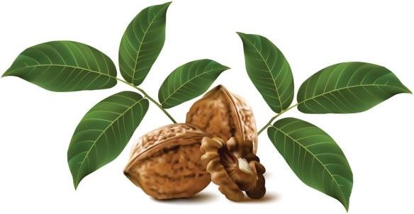 realistic green walnut walnut 03 vector