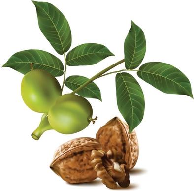 realistic green walnut walnut 04 vector