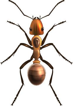 realistic insect vector design