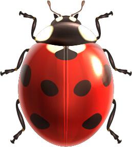 realistic ladybird vector design