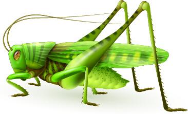 realistic locust vector design