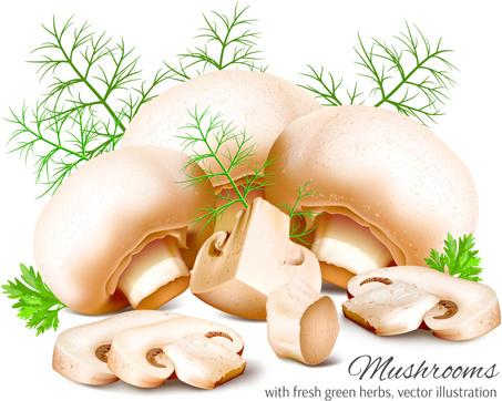 realistic mushrooms vector