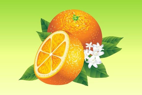 realistic oranges vector food fruit
