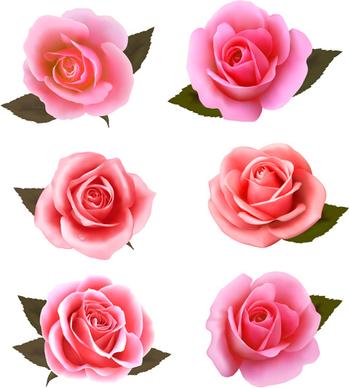 realistic pink roses vector