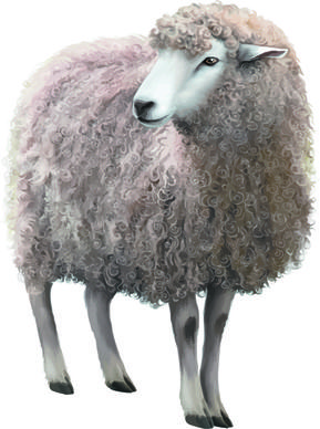 realistic sheep vector