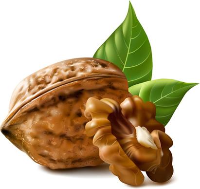 realistic walnuts design vector