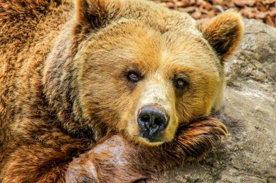 realxing brown bear picture cute closeup 