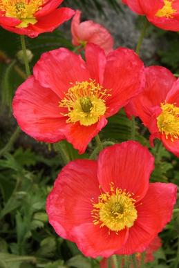 red and yellow poppy blooms