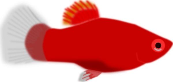 Red Aquarium Fish clip art