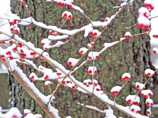 red berries in the snow 3