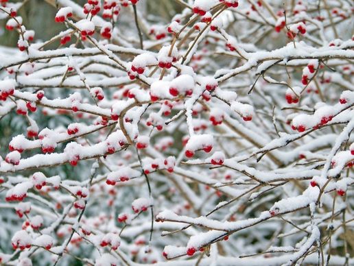 red berries in the snow 4