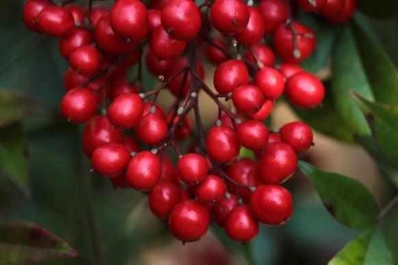 red berries nandina heavenly bamboo