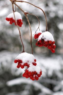 red berries winter