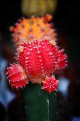 red blooming cactus