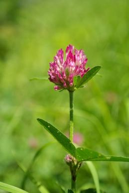 red clover klee pointed flower