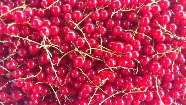 red currant fruit berry