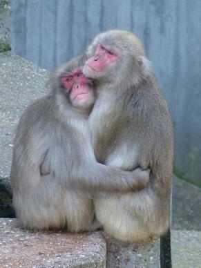 red face macaque macaca fuscata ape