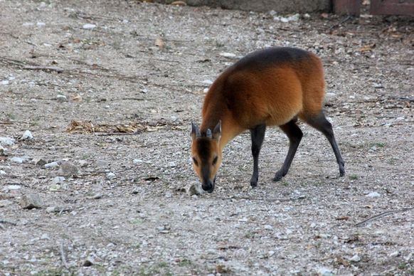 red flanked duiker