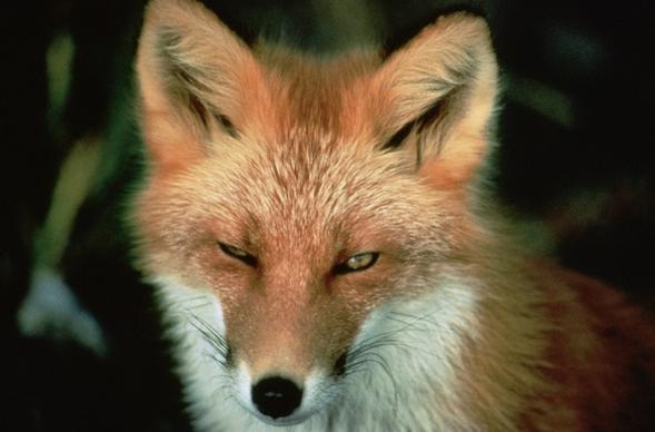 red fox animal wildlife