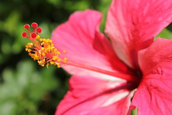 red gumamela flower