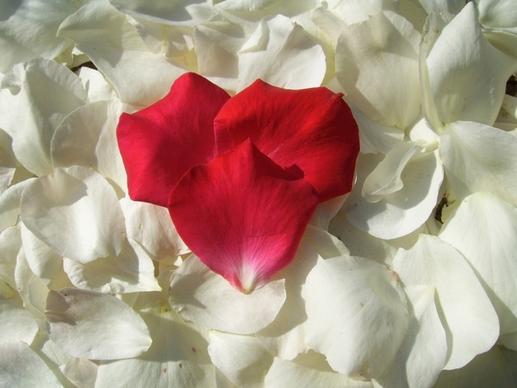red heart petal