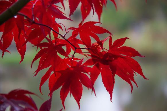 red leafs