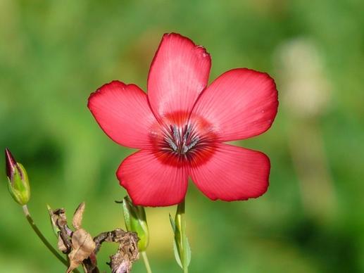 red lein flower red