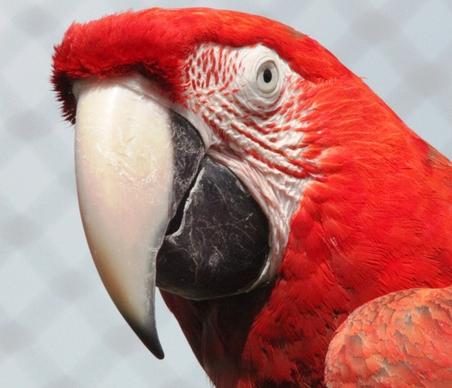 red macaw parrot