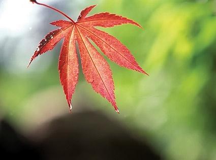 red maple leaves stock photo