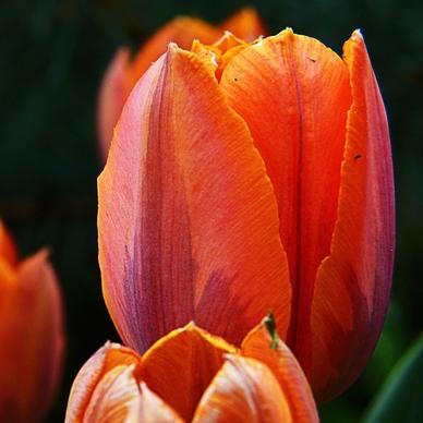 red orange tulip