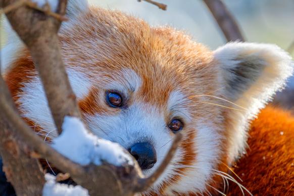 red panda picture cute face closeup