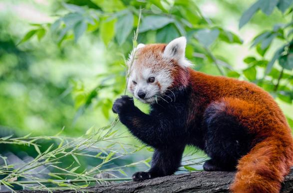 red panda picture dynamic joyful 