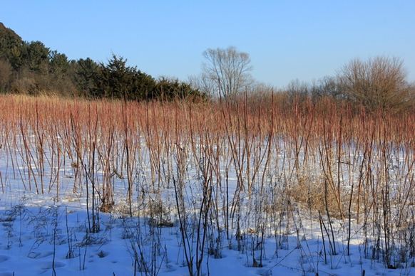 red plants on the field on the ice age trail wisconsin