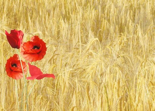 red poppy papaver rhoeas corn field